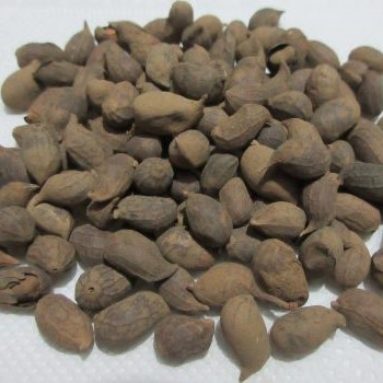 Hạt Cỏ Lạc Dại (Gói 200g) - Giống Cỏ Trồng Trang Trí Sân Vườn