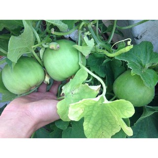 20 Hạt giống Dưa lê 