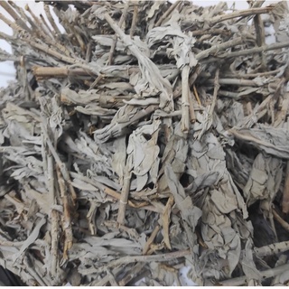 (Sỉ và Lẻ) White Sage - Lá xô thơm trắng nguyên cành, lá