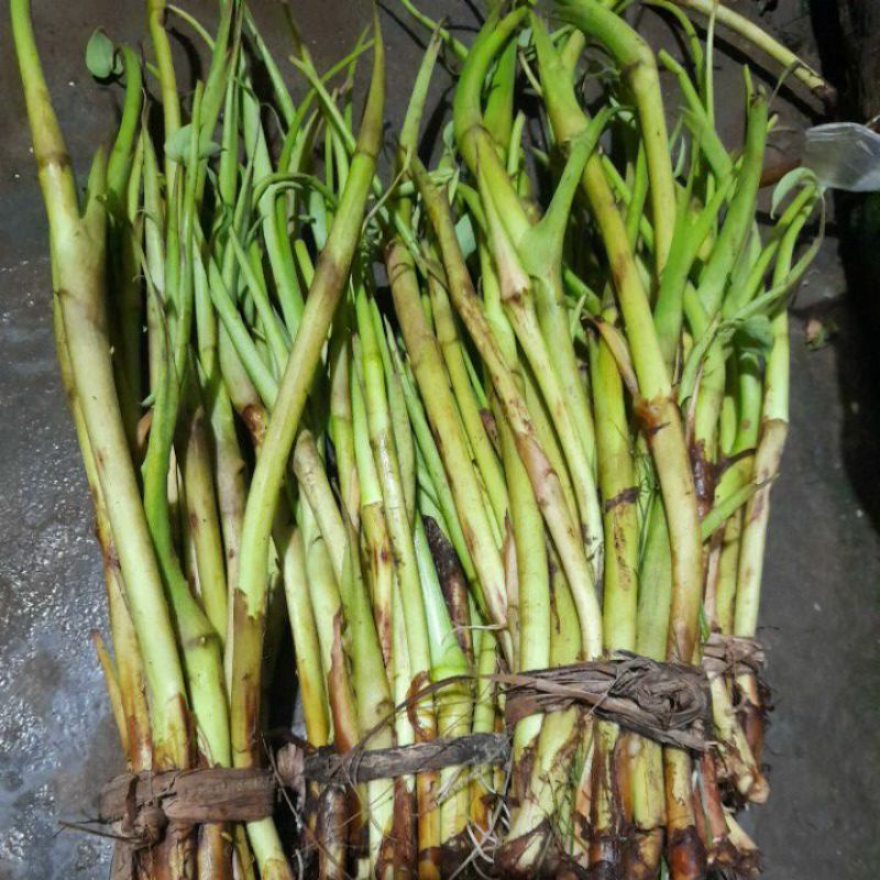 Bồng Khoai Môn, Ngó Khoai, 1kg