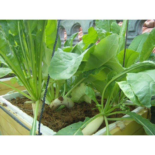 20g Hạt giống Củ Cải trắng