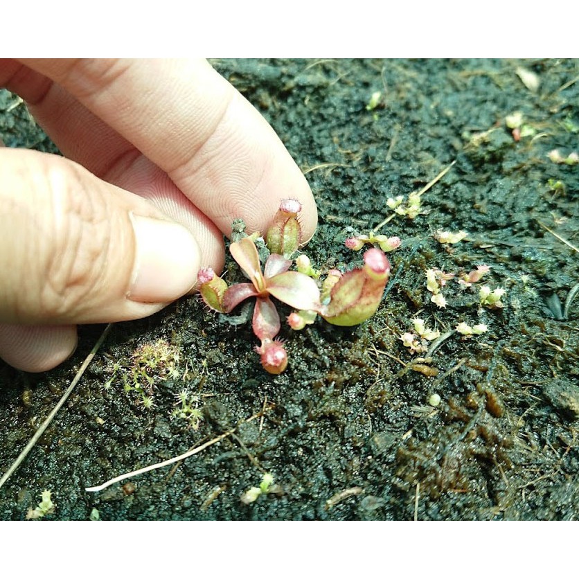 Hạt Giống Cây nắp Ấm thu hoạch tại Vườn