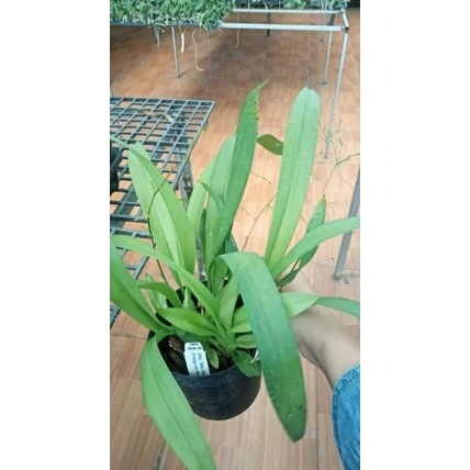 Vũ nữ hồng lâu mộng trắng hoa thơm