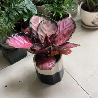 Đuôi công ( chậu nhựa)
