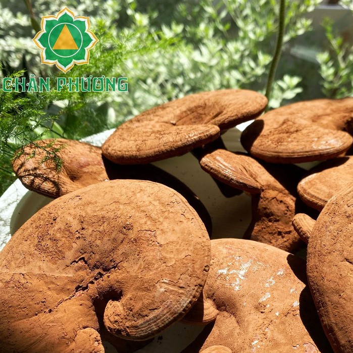 Nấm linh chi đỏ cao cấp Việt Nam 200g(nguyên bào tử)-Trồng và thu hoạch tại trại Nấm Linh Chi Chân Phương