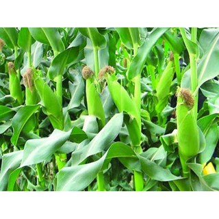 Bắp Mỹ Hai Mũi Tên Đỏ - 500 gr