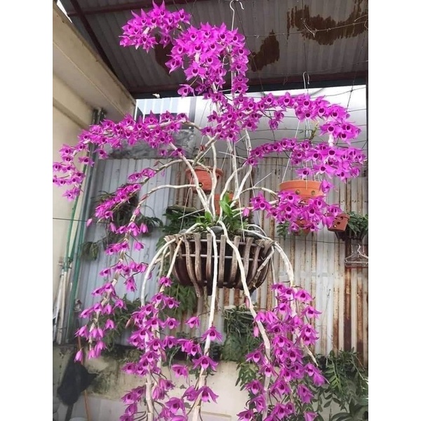 Hoa lan giả hạt hoa hồng hoa Tết 1 khóm