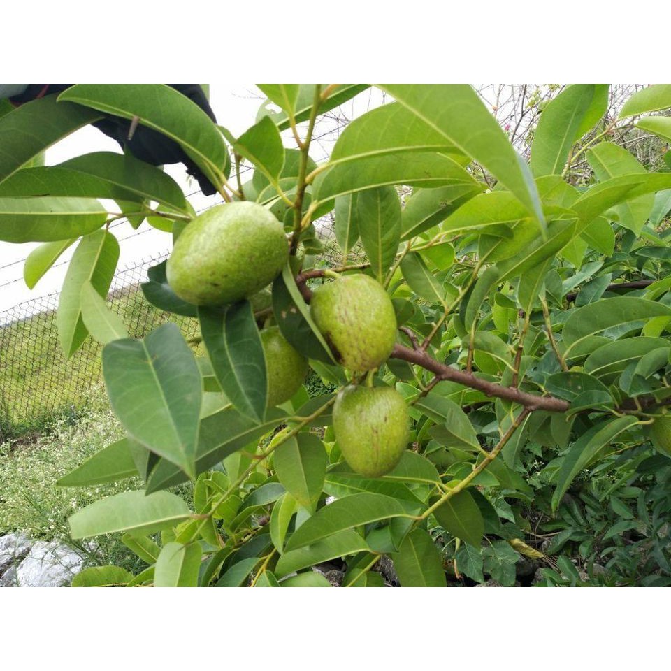 Trái Bình Bát Xanh 3kg có xốp chống dập, tặng thêm nhiều bài thuốc hay, tặng đũa, giao hàng ngay