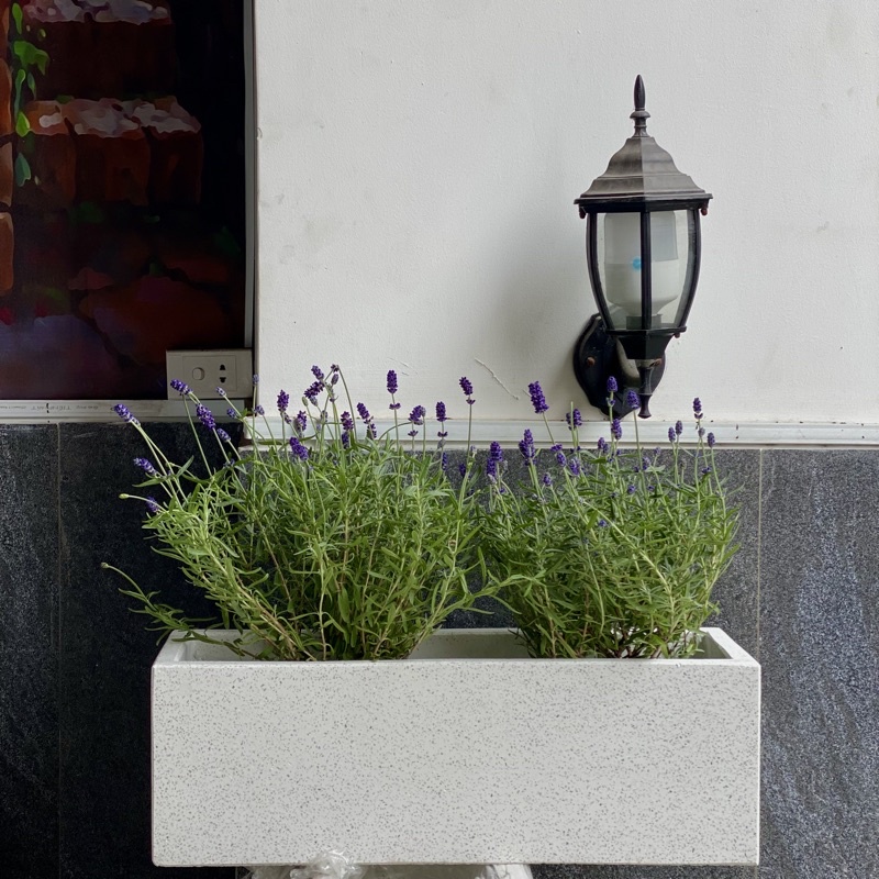 Chậu xi măng đá mài CHỮ NHẬT 20*20*60 - Trắng | Shopee Việt Nam