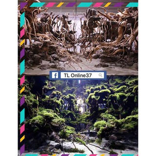 [ Rẻ ] Rễ Rừng Set layout trang trí bể cá