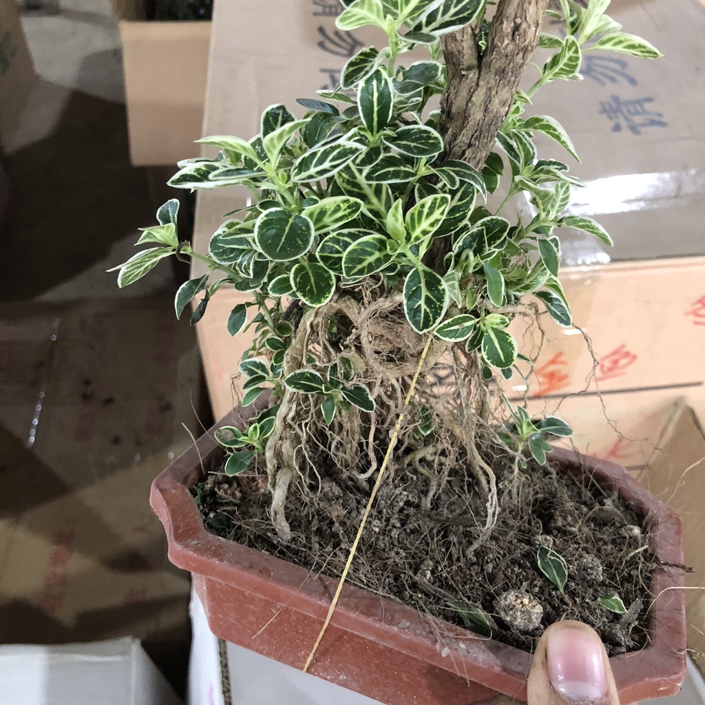 Cây bạch tuyết mai bonsai, chiều cao 25cm lá viền trắng bắt mắt sức sống khỏe dễ dàng chăm sóc thích hợp trang trí