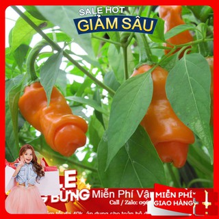 Hạt Giống Ớt Peter - 5 Hạt / Gói ( Hàng Loại 1 )