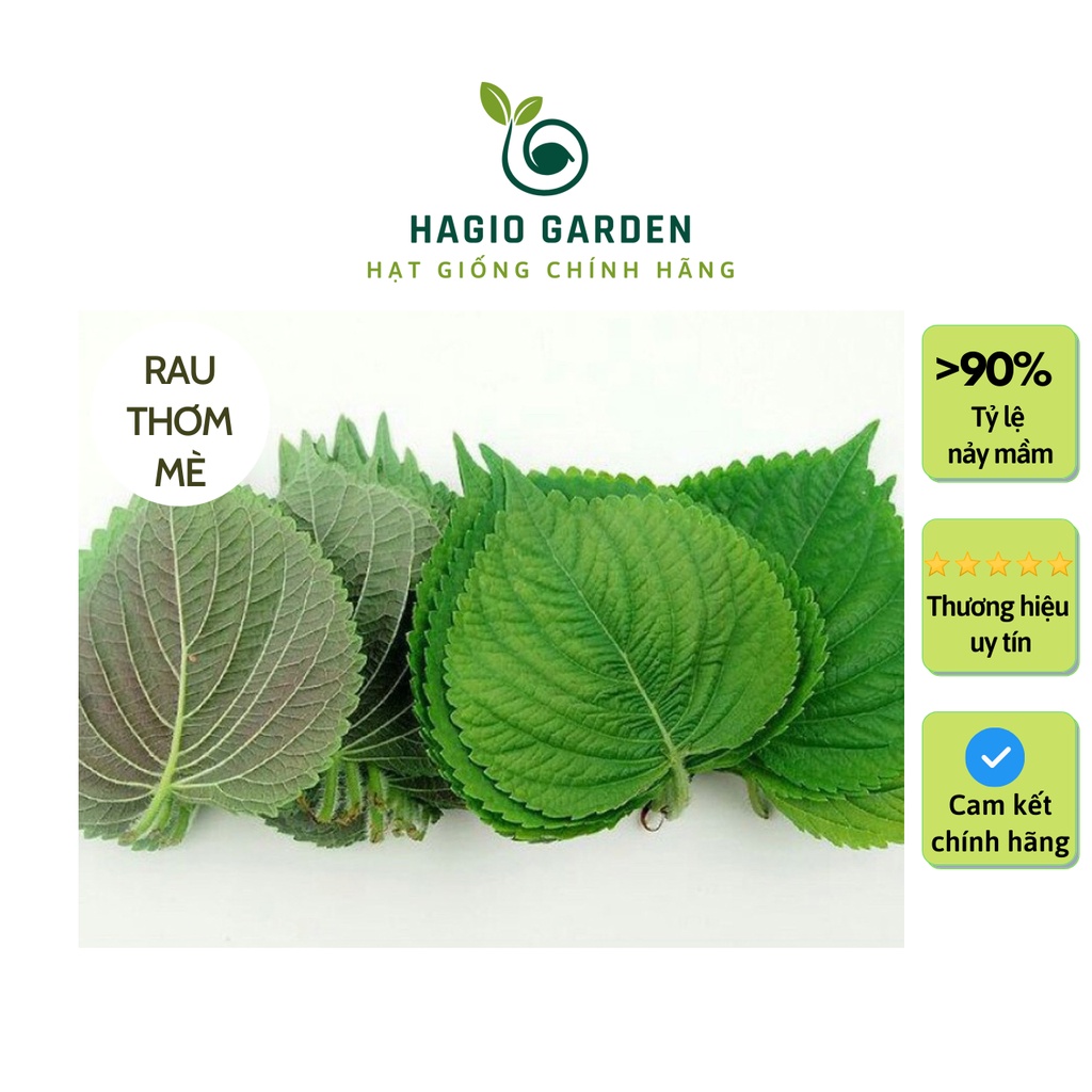 Hạt giống rau thơm mè Hàn Quốc, lá mè Sesame chính hãng Rạng Đông cuốn thịt nướng, hạt giống rau củ quả HAGIO