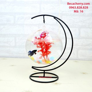 Bể cá mini cung trăng 16 cỡ to