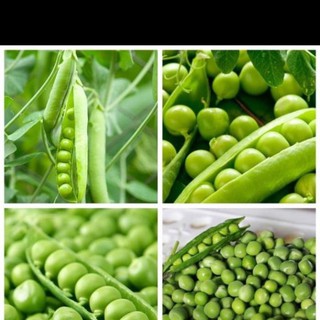 Hạt giống đậu hà lan - gói 50gr