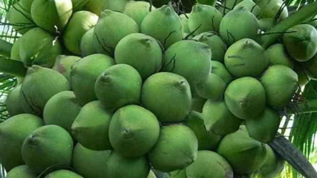 Dừa xiêm lùn