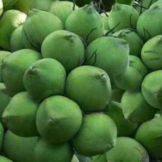 cây 🌲 Dừa xiêm lùn (siêu trái)