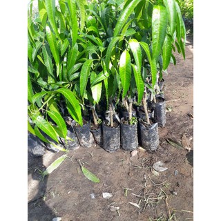 cây giống Xoài Ngọc Vân (quả tím)
