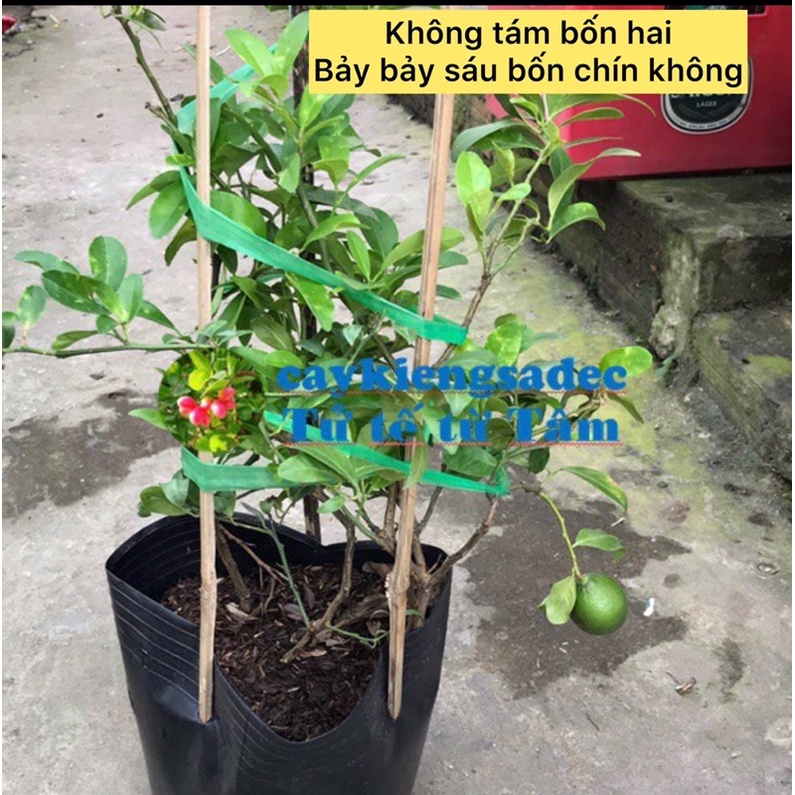 Caykiengsadec cây chanh tứ quý+ tặng phân  bón - hoa kiểng lá - cây ăn trái - cảnh quan ngoài trời - trang trí nội thất