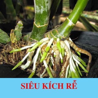 KÍCH RỄ OMA root 100ml