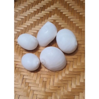 VỎ ỐC MỠ TRẮNG (MƯỢN HỒN)5VỎ