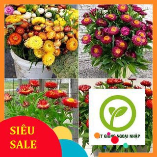 Gói 100 hạt giống hoa cúc bất tử hat f1