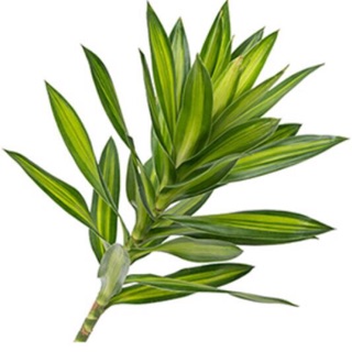 Trúc bách hợp - cắt cành 40cm
