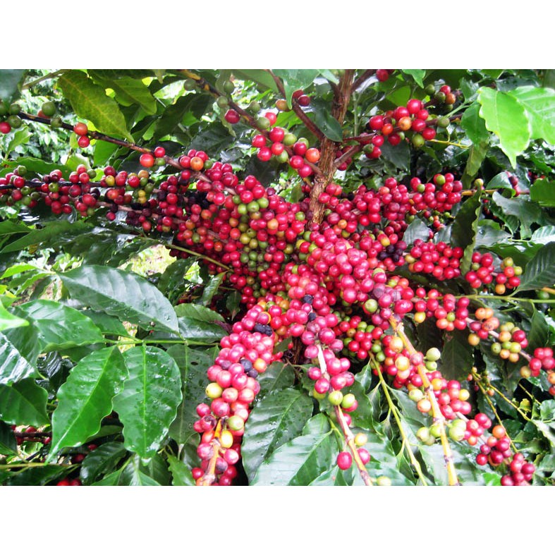 [Shopee trợ giá] Cà phê sạch Arabica Cầu Đất Blending Moka thơm đậm đà kg chua Túi 450gr