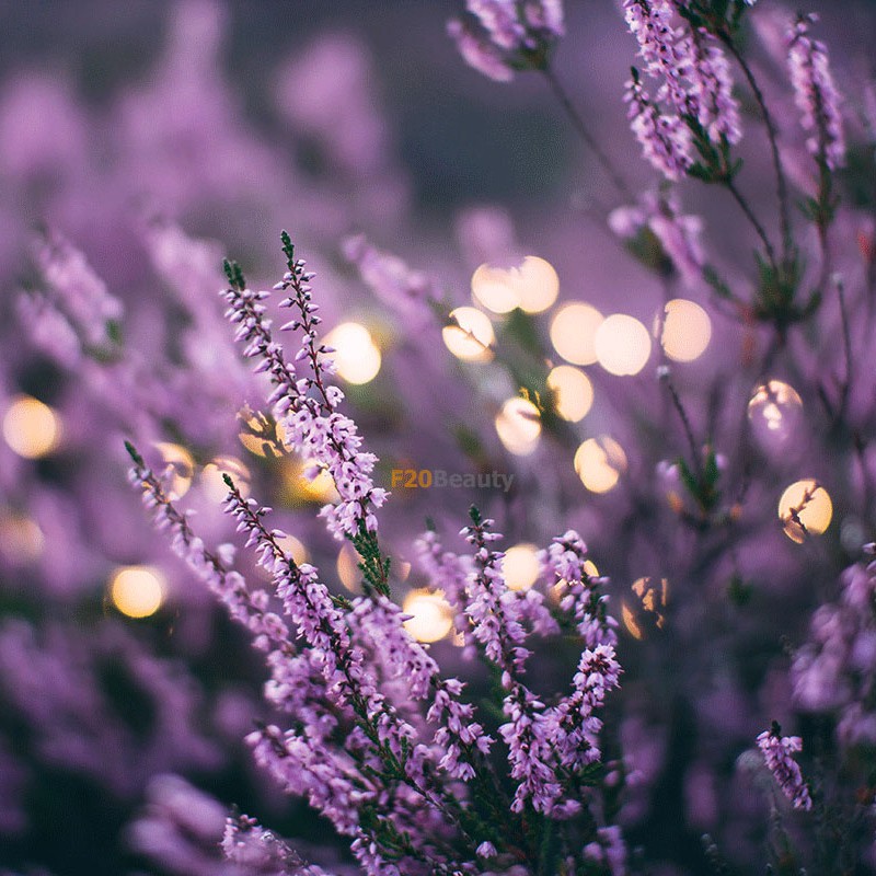 Túi 100 Hạt Giống Hoa Oải Hương Tím Lavender