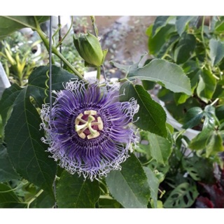 Cây hoa dây leo sao biển hoa đỏ và tím- Trang trí sân vườn- Decor-Phong thuỷ-Cây hoa kiểng Đồng Tháp