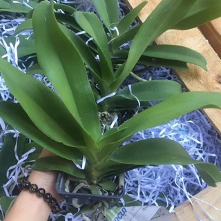 Lan đai châu chuẩn