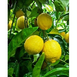 Cây giống Chanh Vàng Thái