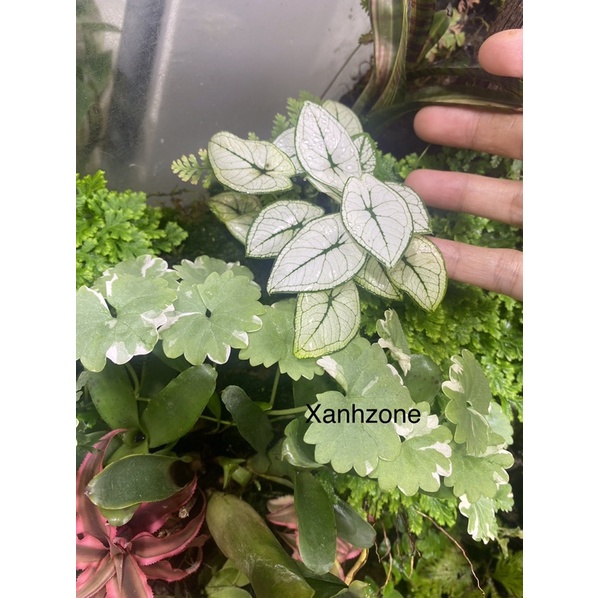 Môn trắng mini đẹp set hồ bán cạn, terrarium, tiểu cảnh