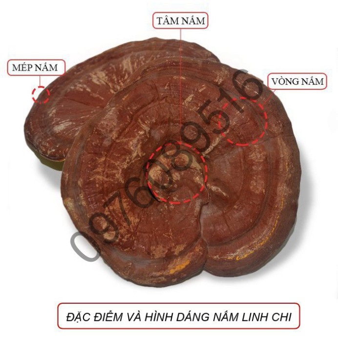 Nấm linh chi tai đỏ 6 năm tuổi Hàn Quốc, Túi 1kg