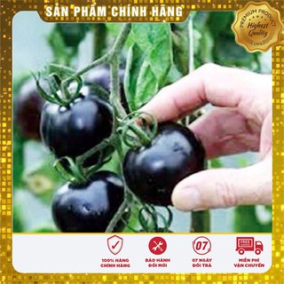 Hạt Giống Cà Chua Bi Quả Đen (30 hạt)