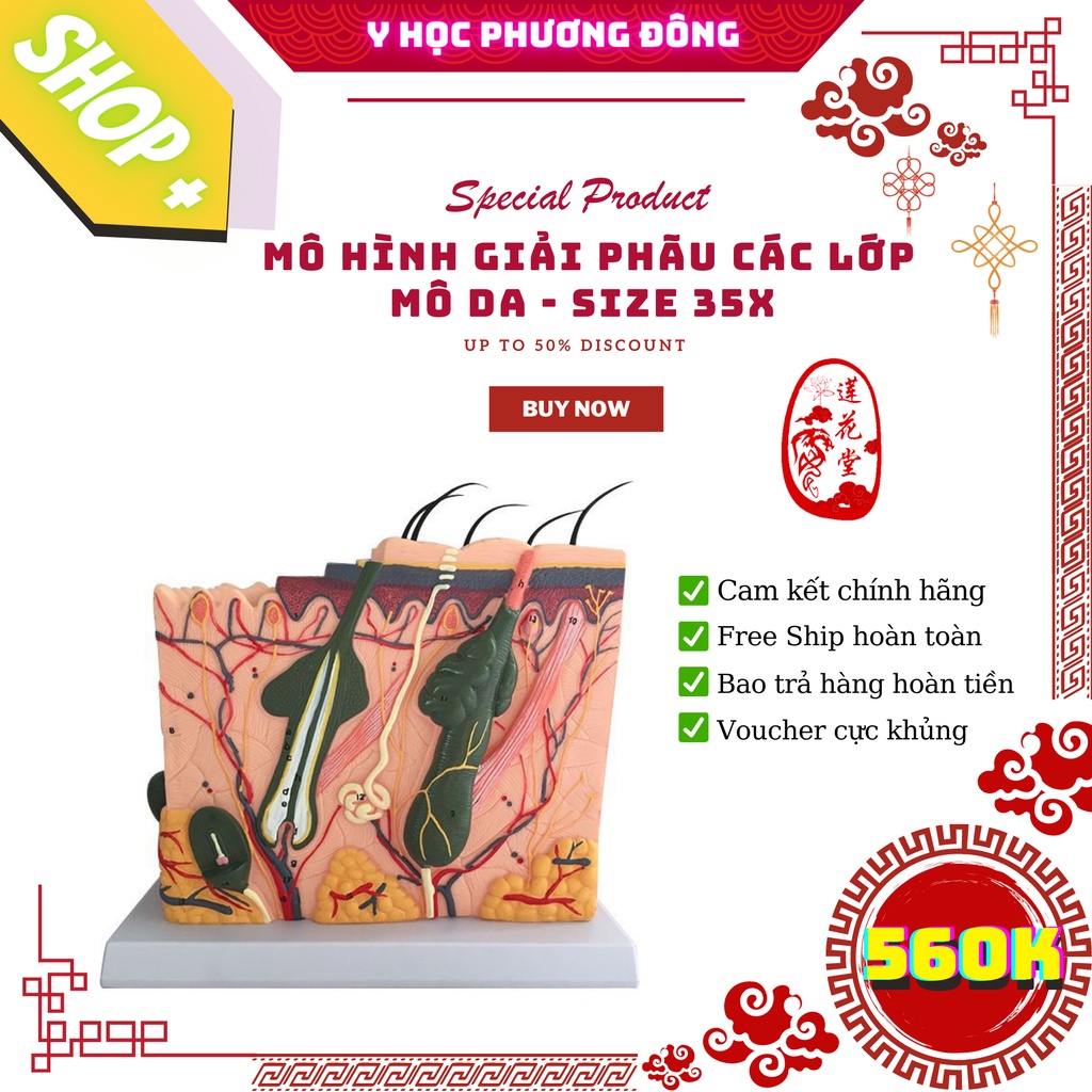 MÔ HÌNH cấu tạo da người dùng cho đào tạo Y KHOA