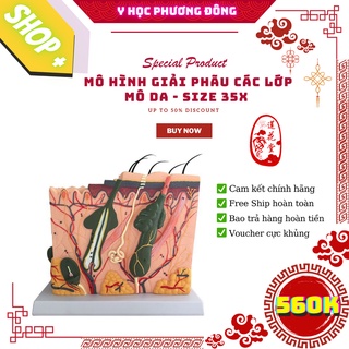 [CÓ SẴN]MÔ HÌNH cấu tạo da người dùng cho đào tạo Y KHOA