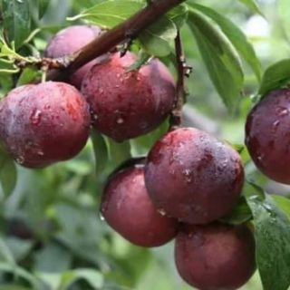 Cây giống mận hậu