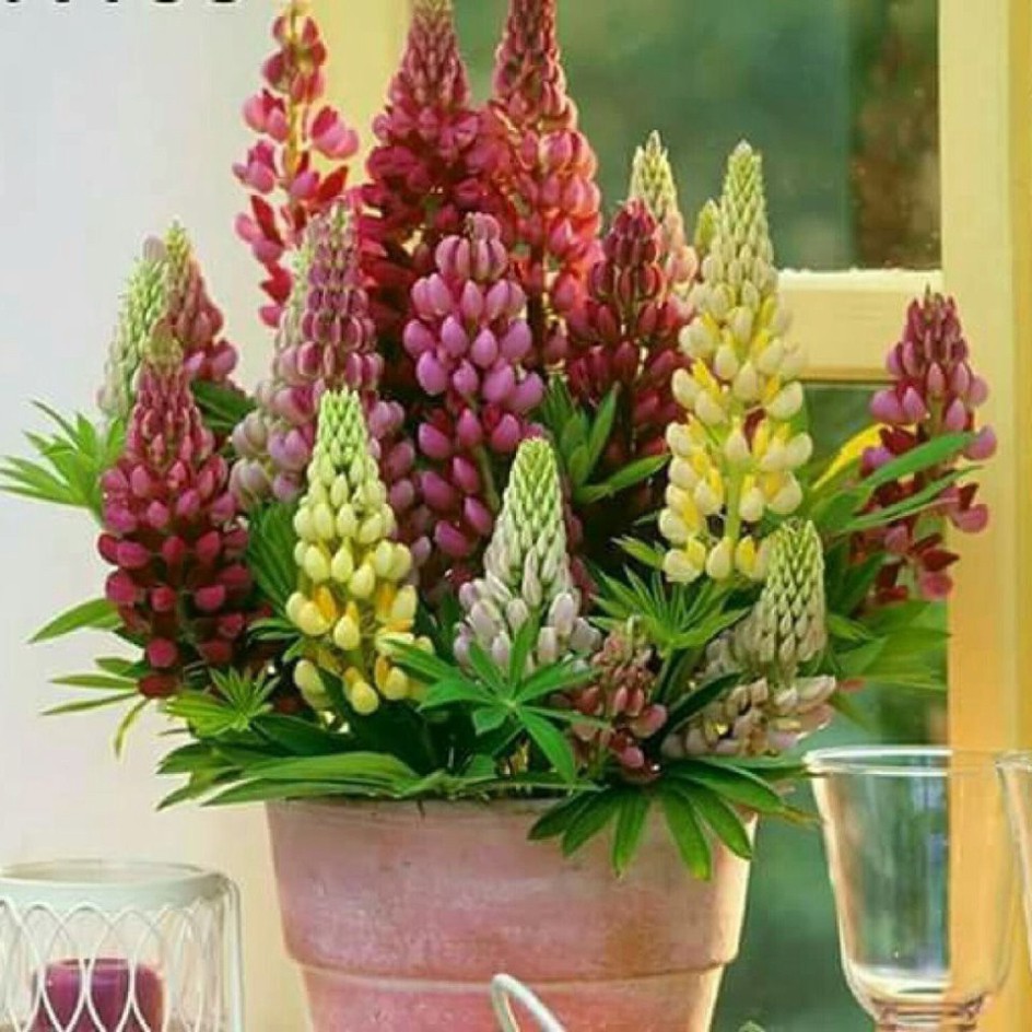 Hạt Giống Hoa Đậu Lupin (gói 100 hạt, tặng phân)