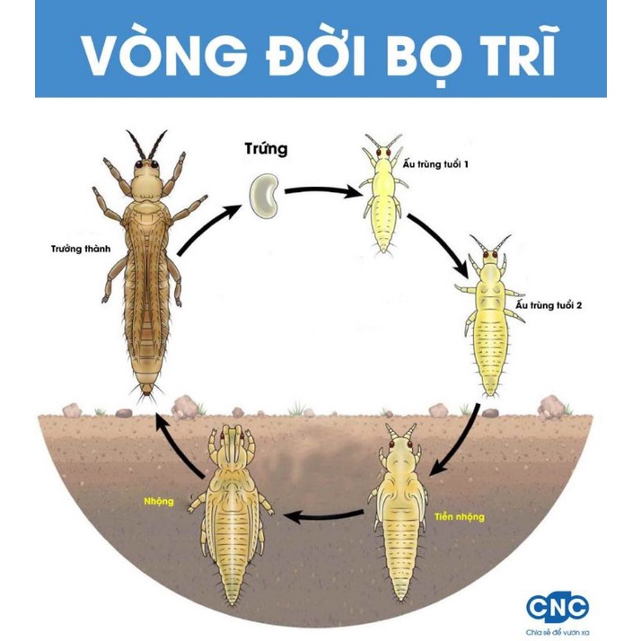 MÔ VEN TÔ , DÙNG CHO HOA HỒNG VÀ CÁC LOẠI CÂY TRỒNG