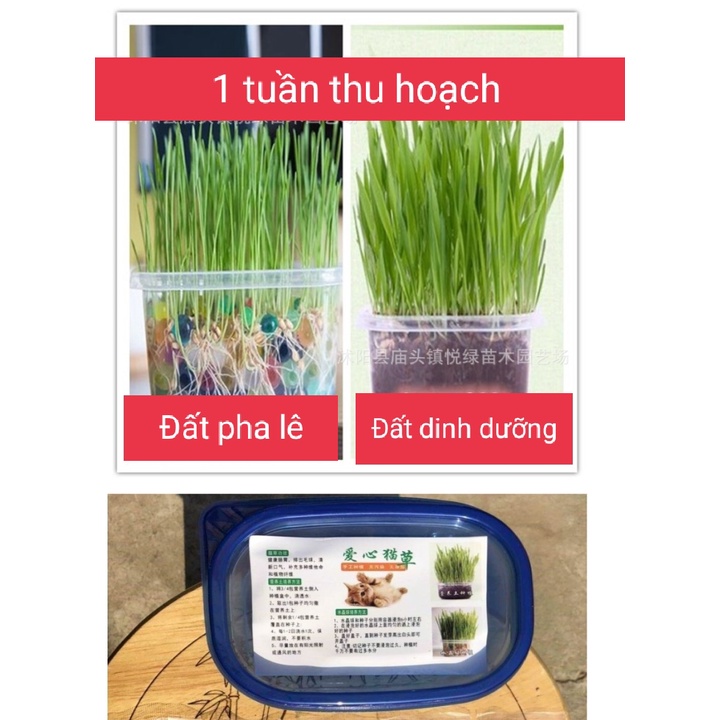 Bộ Kit Tự Trồng Cỏ Mèo Tươi Siêu Dễ Bằng Đất Dinh Dưỡng Pha Lê An Toàn HOT NHẤT hiện nay