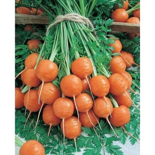 Hạt giống củ cà rốt tròn