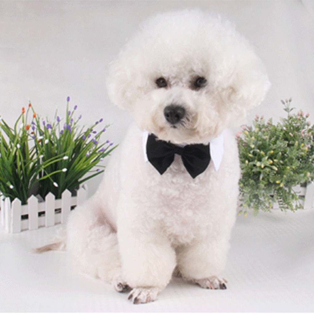 Vòng cổ nơ bướm cho thú cưng