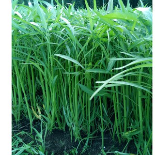 Hạt Giống Rau Muống Lá Tre Cao Sản - Sinh Trưởng 4 Mùa - Gói 100gr