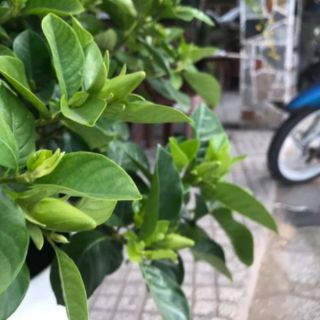 Cây 🌲 Bạch Thiên Hương ...hoa thơm