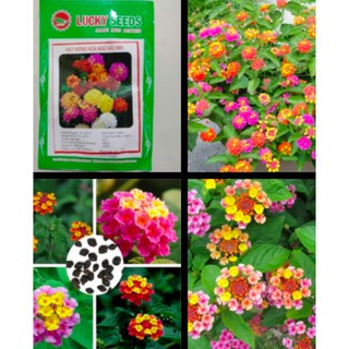 HẠT GIỐNG HOA NGŨ SẮC NHIỀU MÀU GÓI 30 HẠT