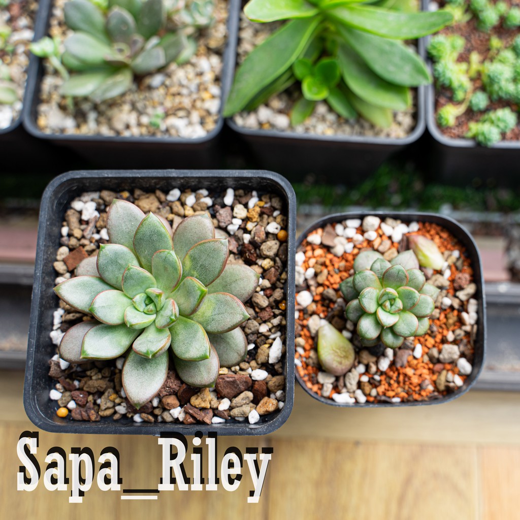 Sen đá cúc áo (Graptoveria Amethorum)