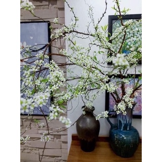  Bông TUYẾT MAI RỪNG bó 5-6-7-8-9-10 cành siêu nụ để trưng hơn 1 tháng hoa Mã Thiên Hương hoa Bạch Câu 