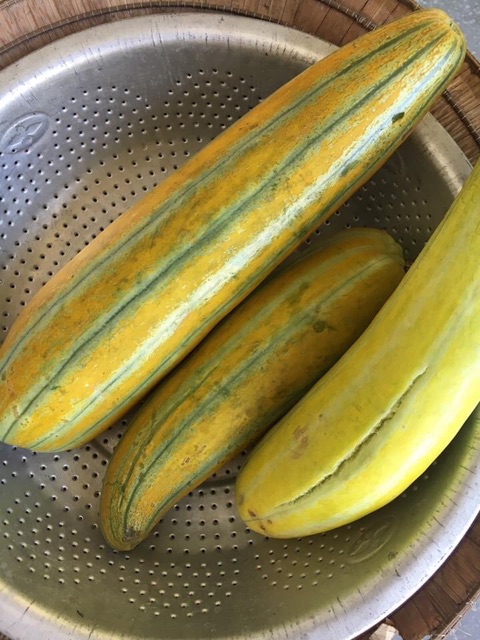 Hạt Giống Dưa Gang nhập Siêu Trái - Dưa Vàng thơm giòn