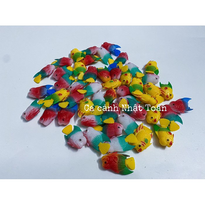 CÁ LA HÁN GIẢ NHỎ LÀM CÁ KÈ CHO LA HÁN